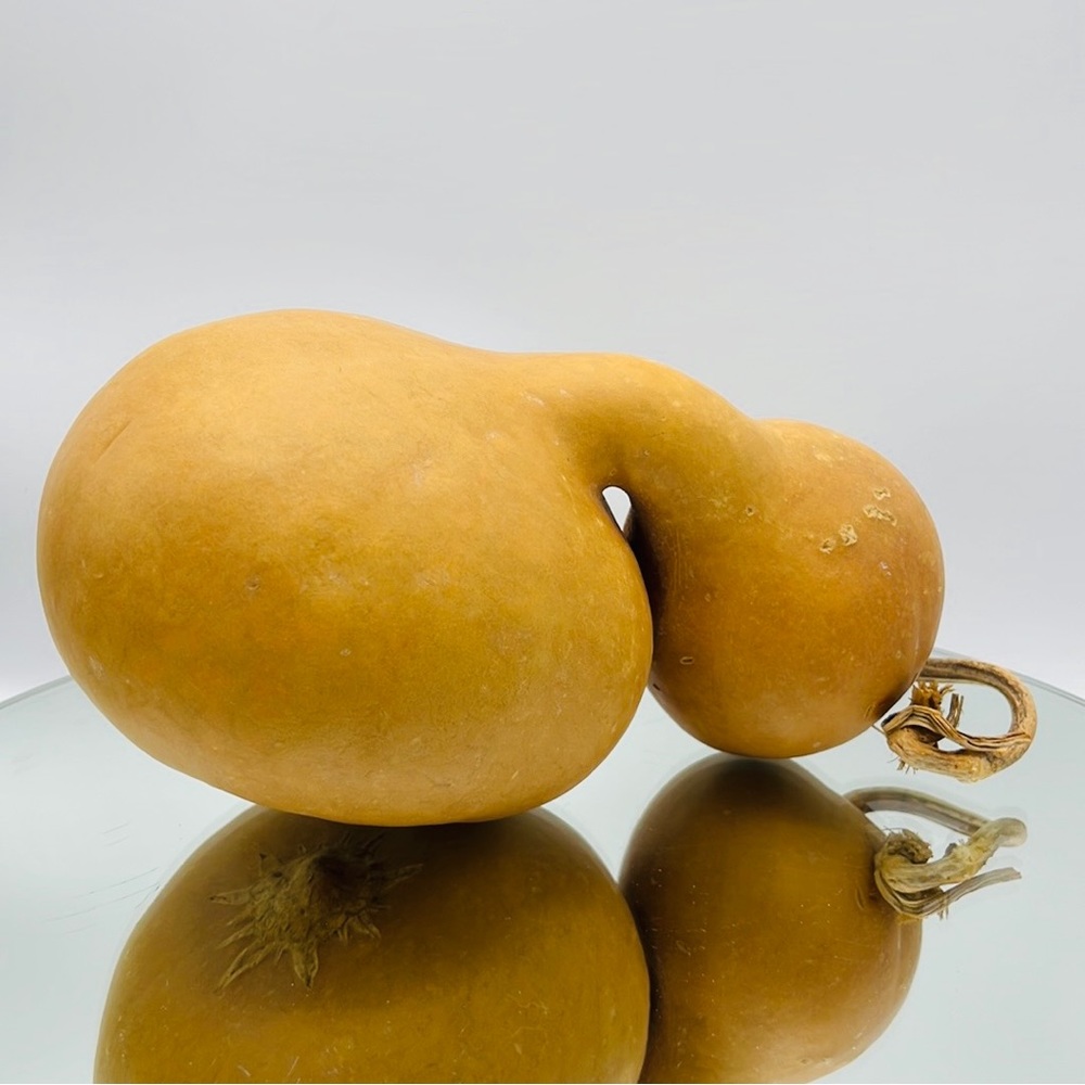 Clean Dried Natural Gourd ARTS & CRAFTS Project Ready
